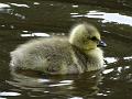 2014-0605_1150_Canada_Gosling_15C